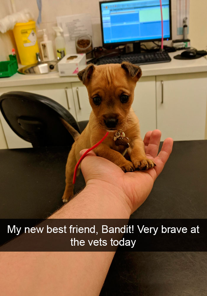 Funny-Dogs-Photos-Snapchats