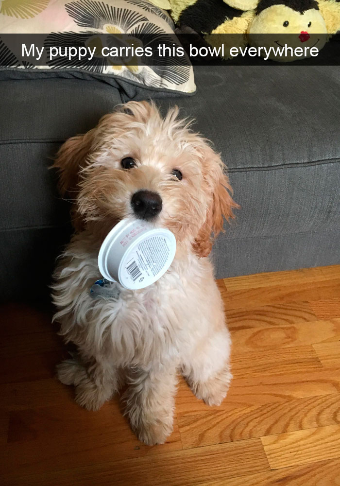 Funny-Dogs-Photos-Snapchats