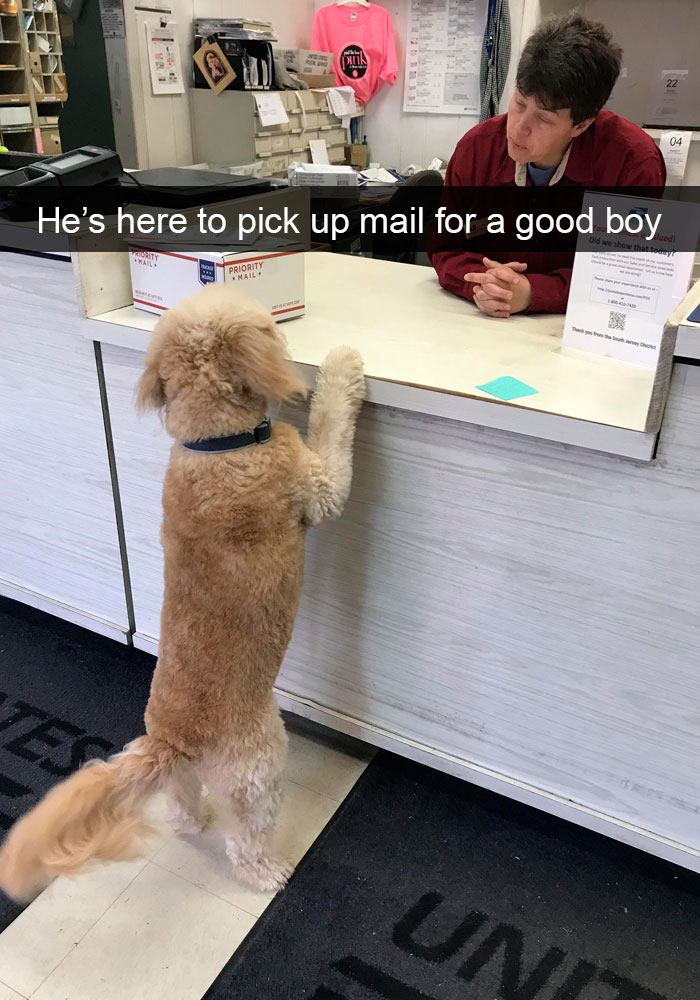 Funny-Dogs-Photos-Snapchats