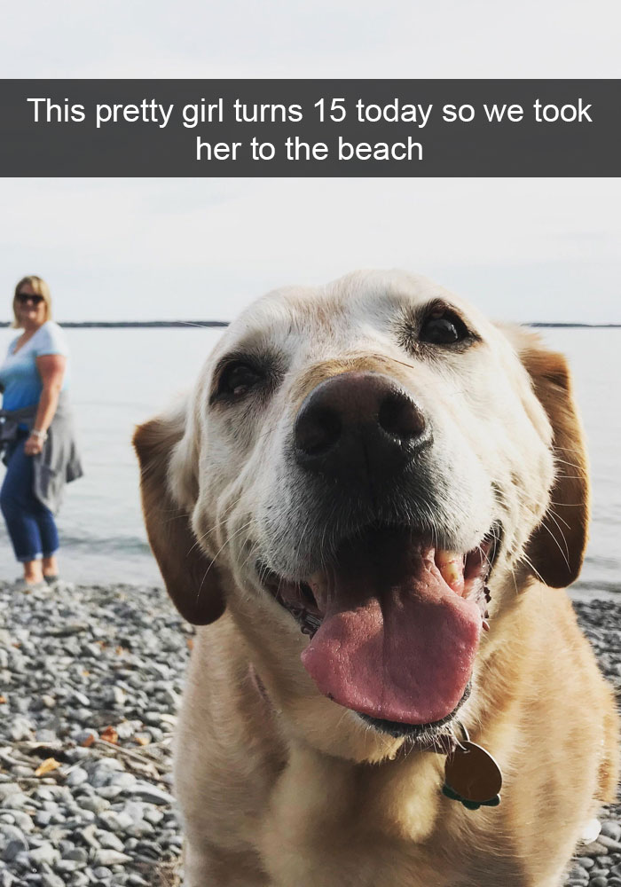 Funny-Dogs-Photos-Snapchats