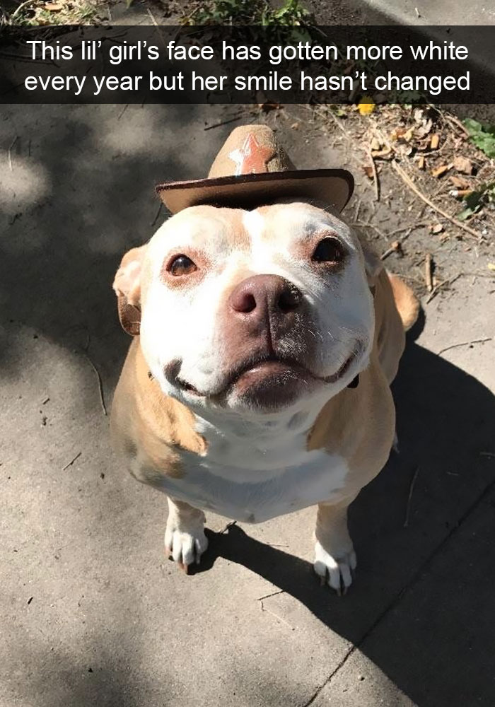 Funny-Dogs-Photos-Snapchats