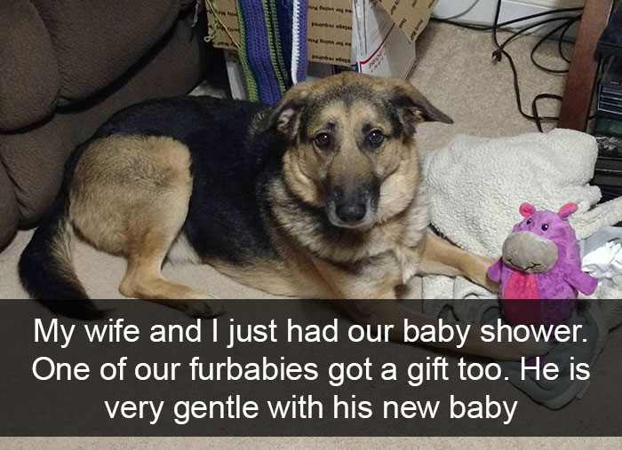 Funny-Dogs-Photos-Snapchats