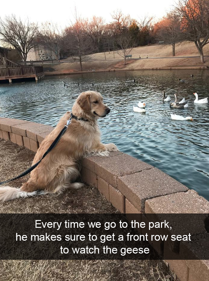 Funny-Dogs-Photos-Snapchats