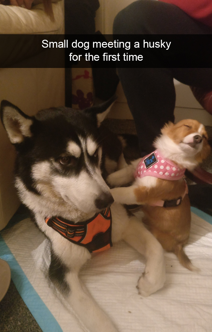 Funny-Dogs-Photos-Snapchats