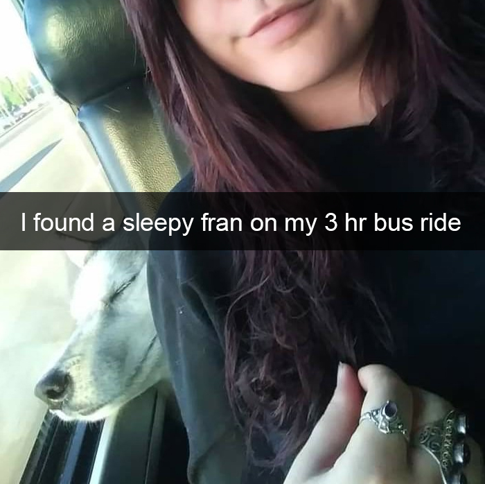 Funny-Dogs-Photos-Snapchats