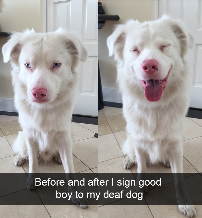 Funny-Dogs-Photos-Snapchats