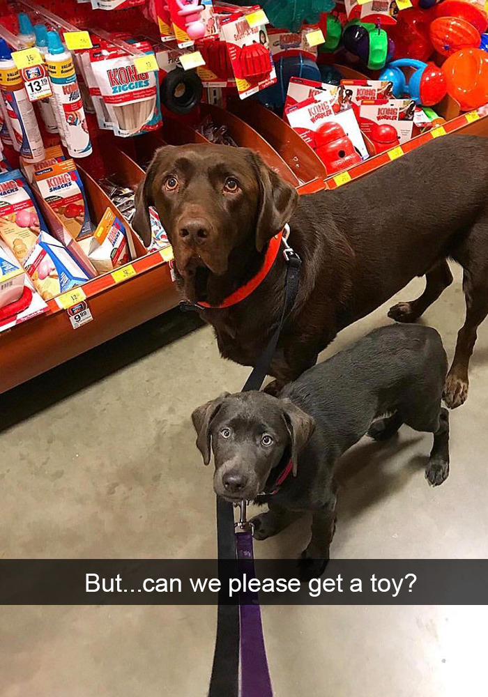 Funny-Dogs-Photos-Snapchats