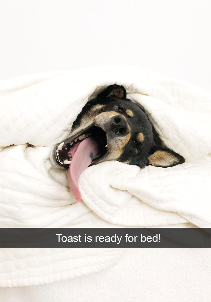 Funny-Dogs-Photos-Snapchats