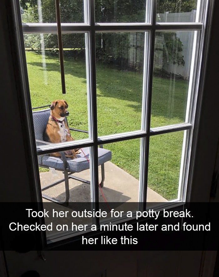 Funny-Dogs-Photos-Snapchats