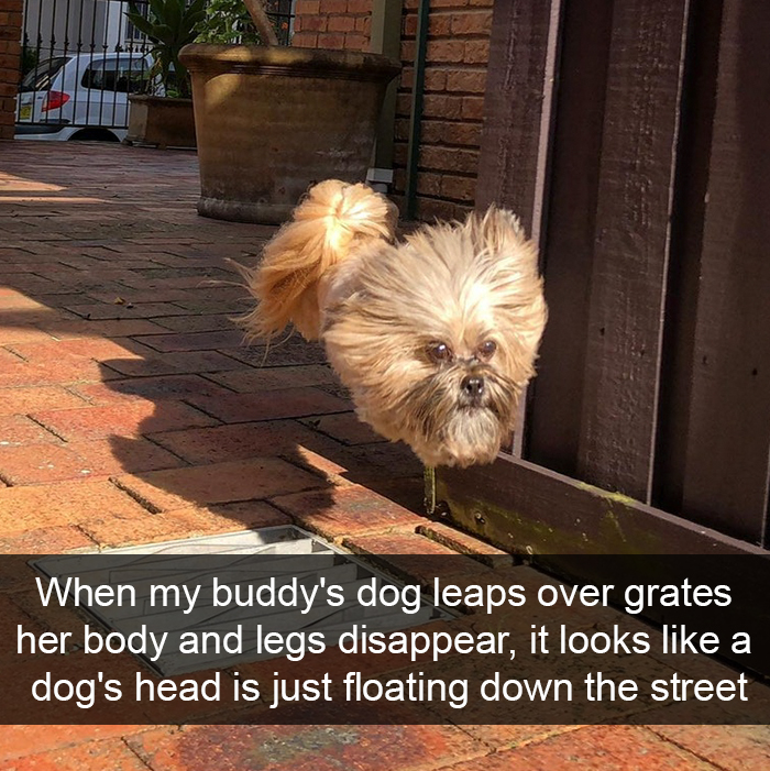 Funny-Dogs-Photos-Snapchats