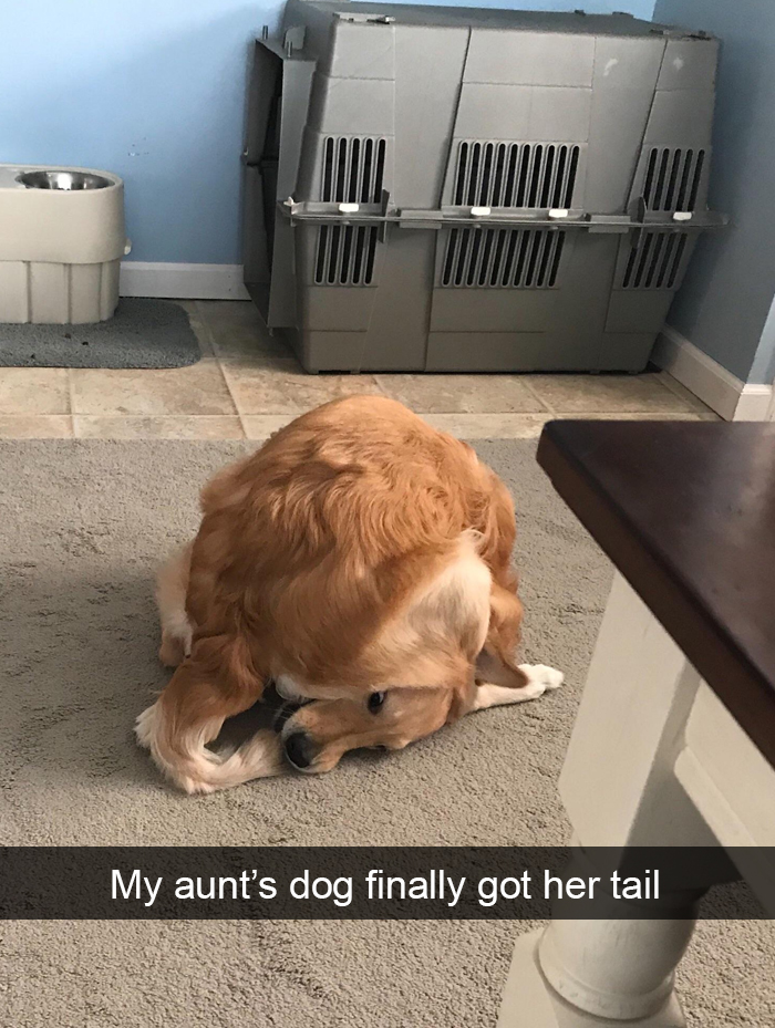 Funny-Dogs-Photos-Snapchats