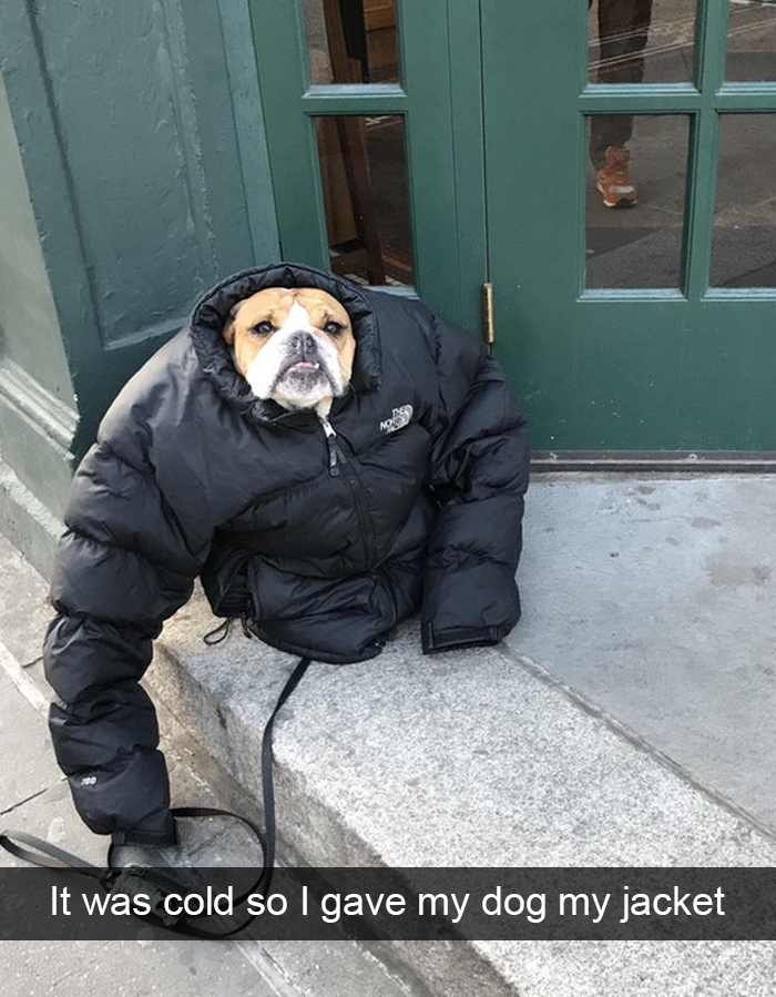 Funny-Dogs-Photos-Snapchats