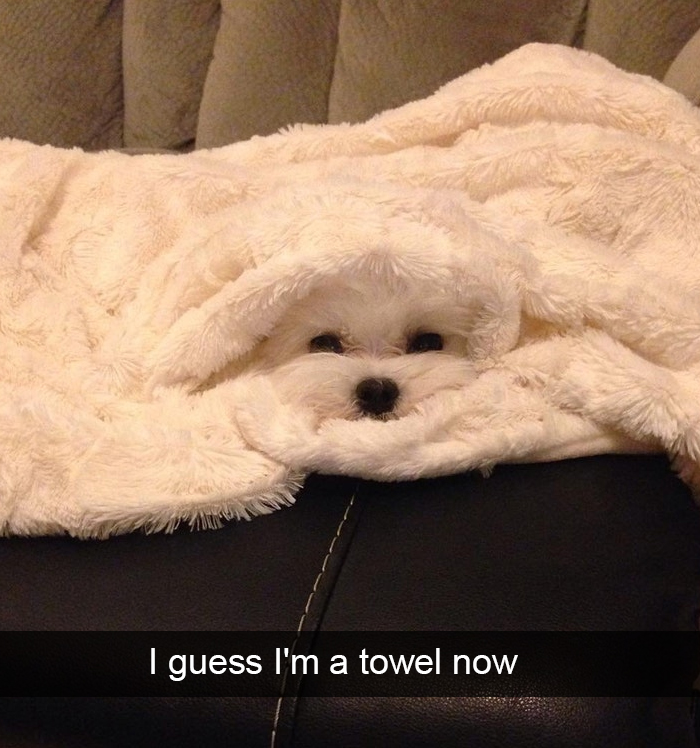 Funny-Dogs-Photos-Snapchats