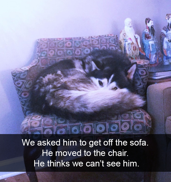 Funny-Dogs-Photos-Snapchats