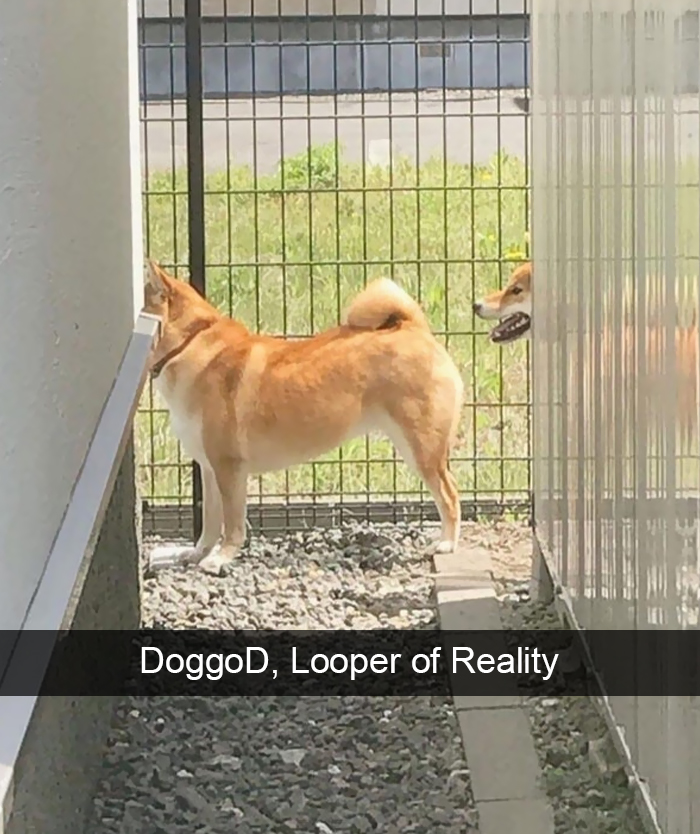 Funny-Dogs-Photos-Snapchats