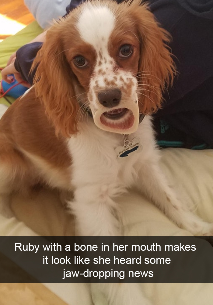 Funny-Dogs-Photos-Snapchats