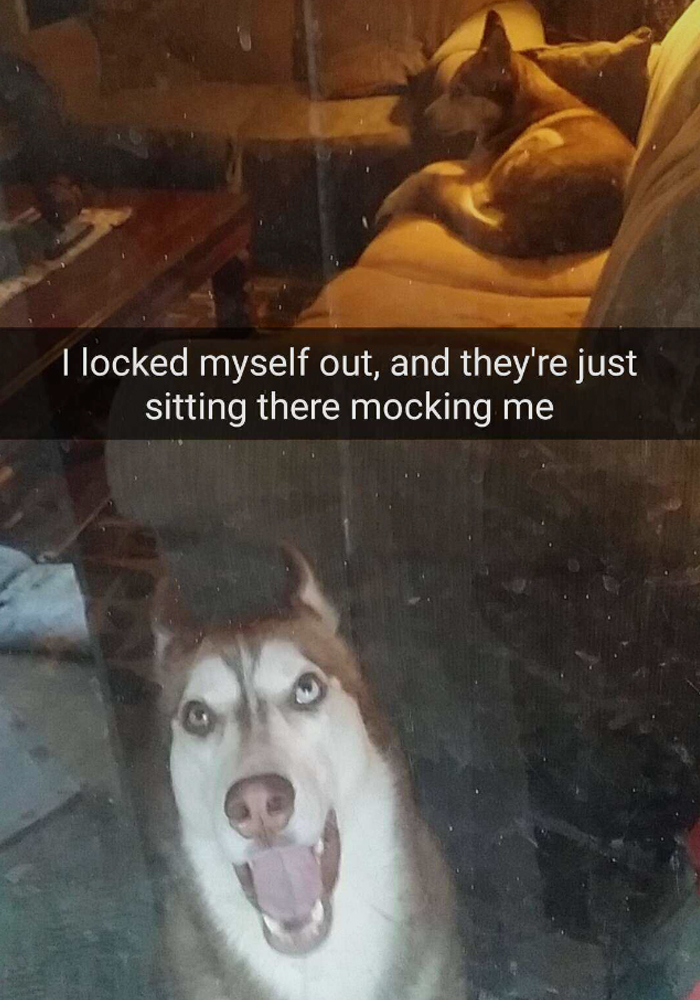 Funny-Dogs-Photos-Snapchats