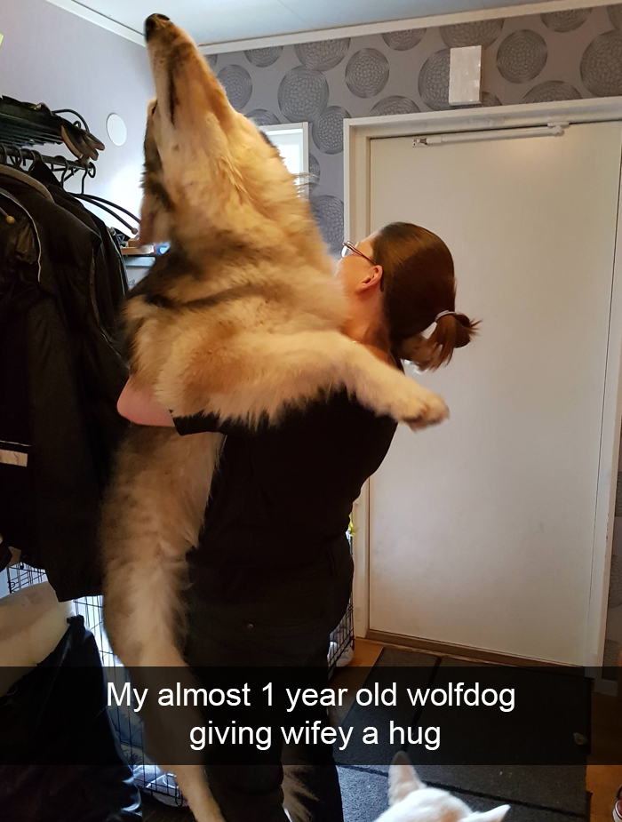 Funny-Dogs-Photos-Snapchats