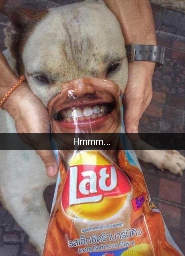 Funny-Dogs-Photos-Snapchats