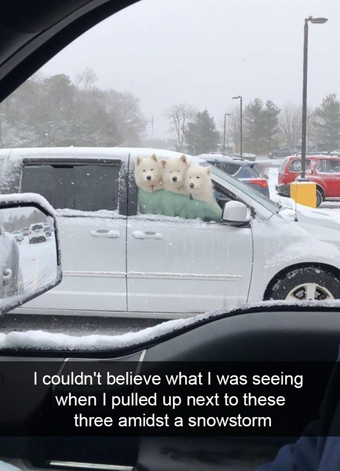 Funny-Dogs-Photos-Snapchats