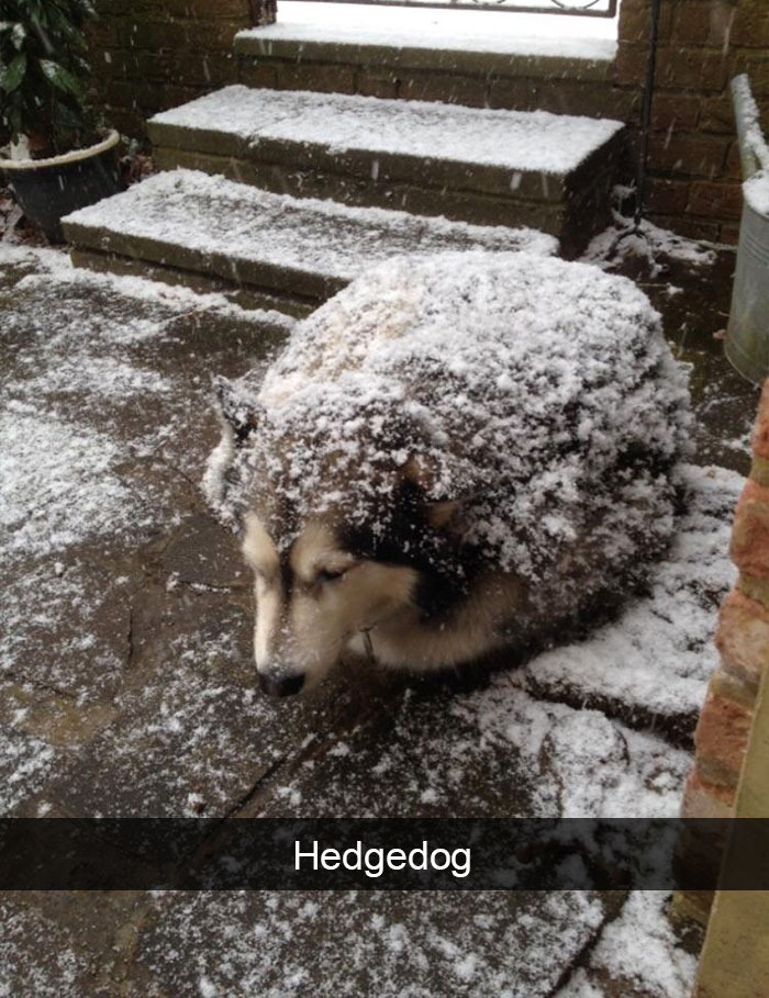 Funny-Dogs-Photos-Snapchats