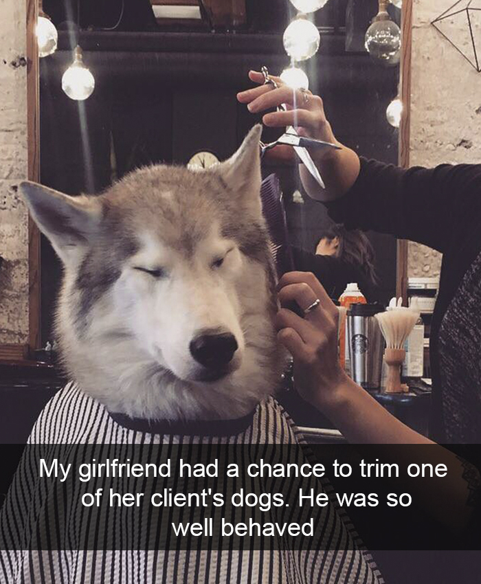 Funny-Dogs-Photos-Snapchats