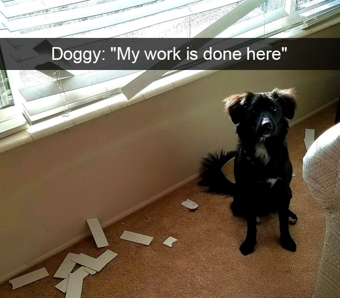 Funny-Dogs-Photos-Snapchats