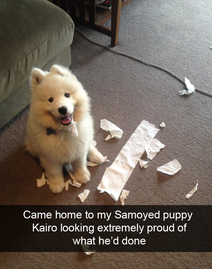 Funny-Dogs-Photos-Snapchats