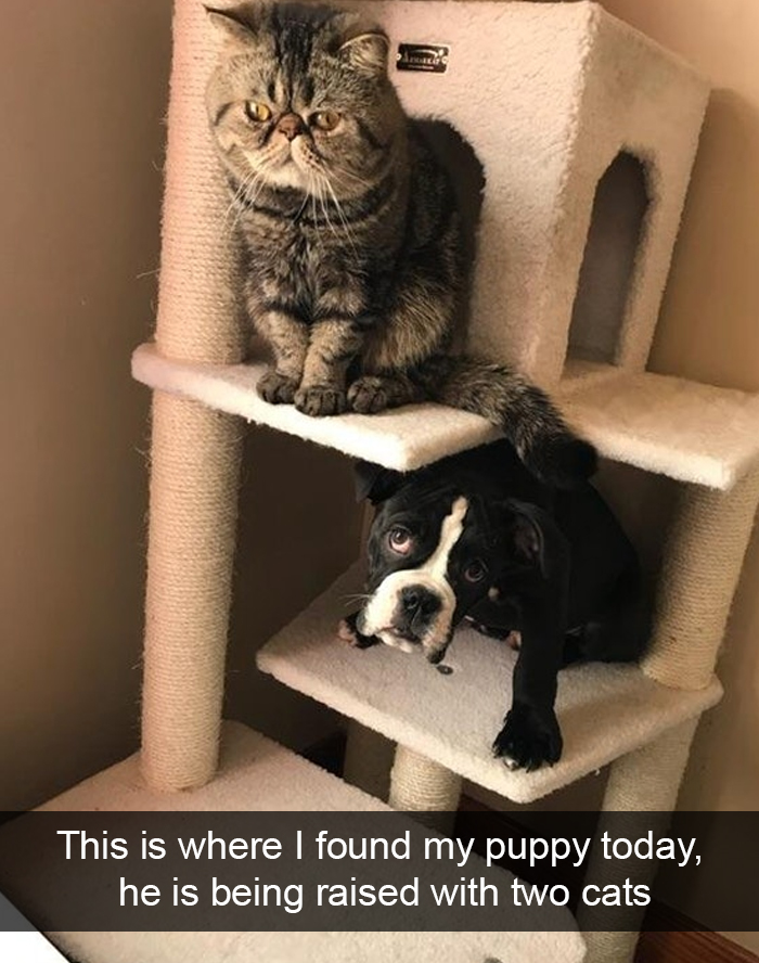 Funny-Dogs-Photos-Snapchats