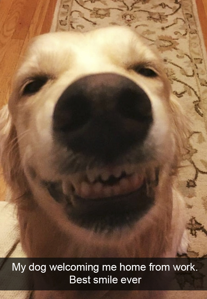 Funny-Dogs-Photos-Snapchats