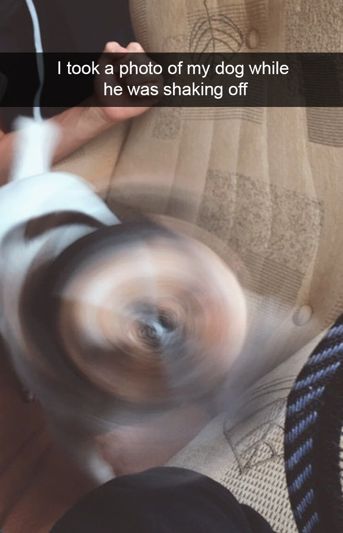 Funny-Dogs-Photos-Snapchats