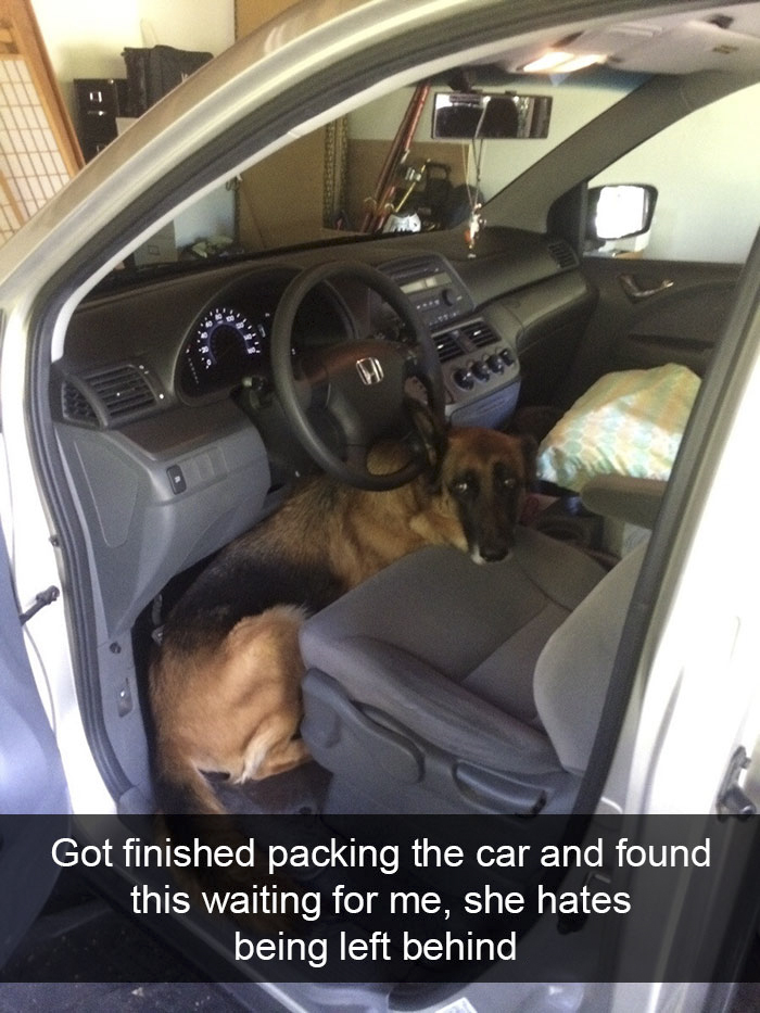 Funny-Dogs-Photos-Snapchats