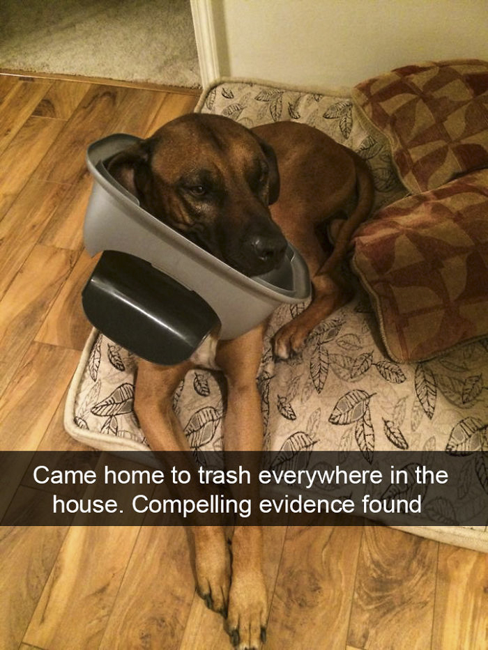 Funny-Dogs-Photos-Snapchats