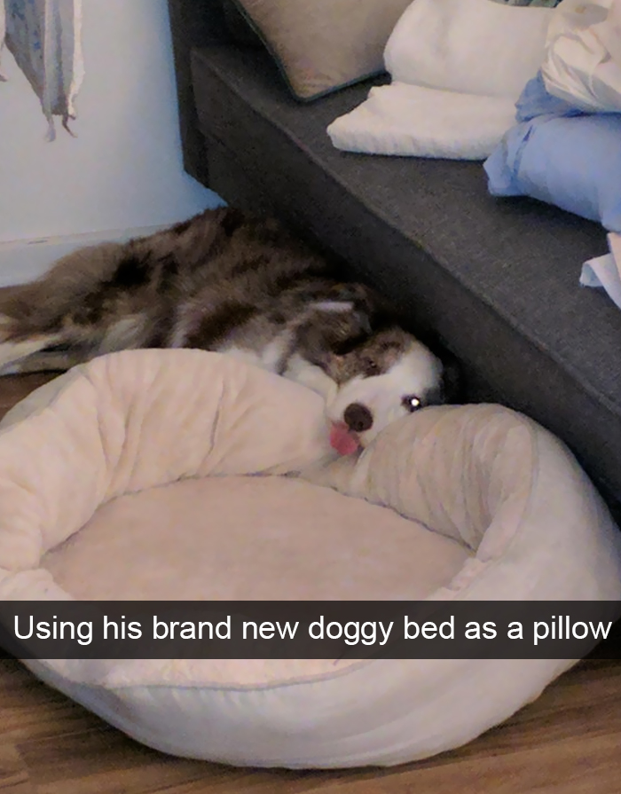 Funny-Dogs-Photos-Snapchats