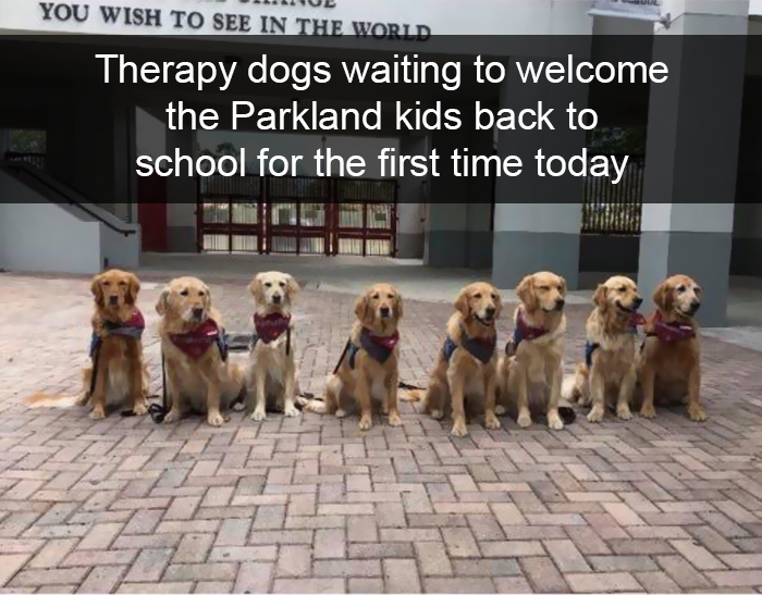 Funny-Dogs-Photos-Snapchats