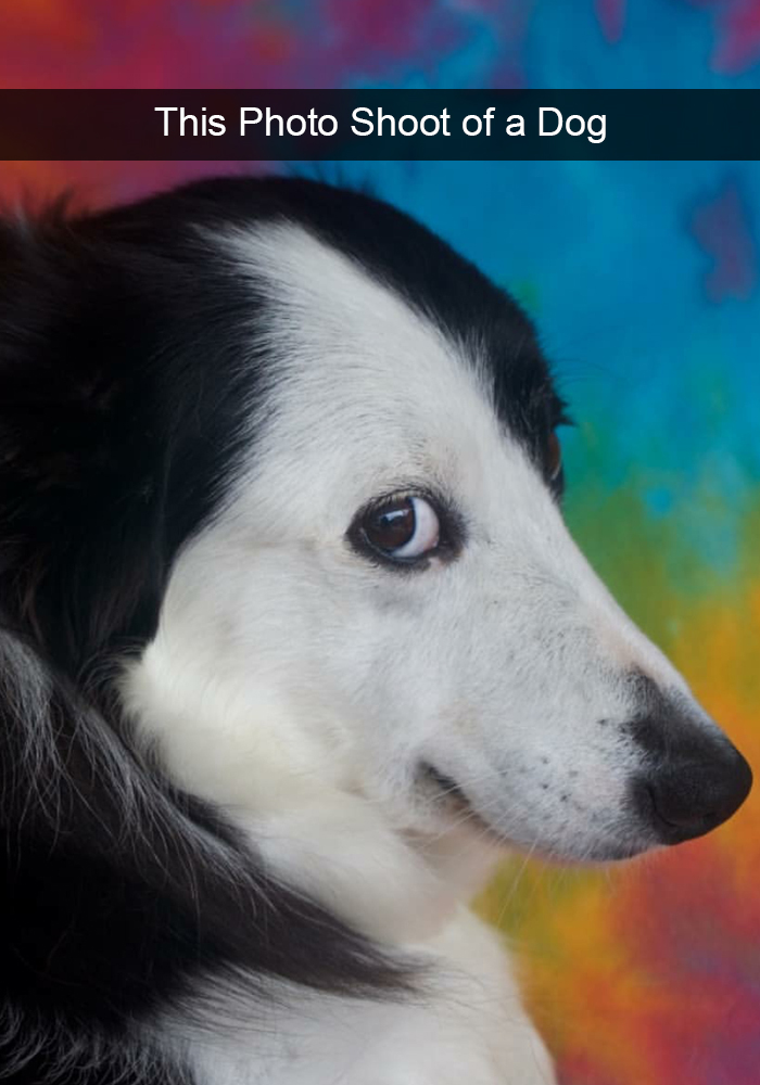 Funny-Dogs-Photos-Snapchats