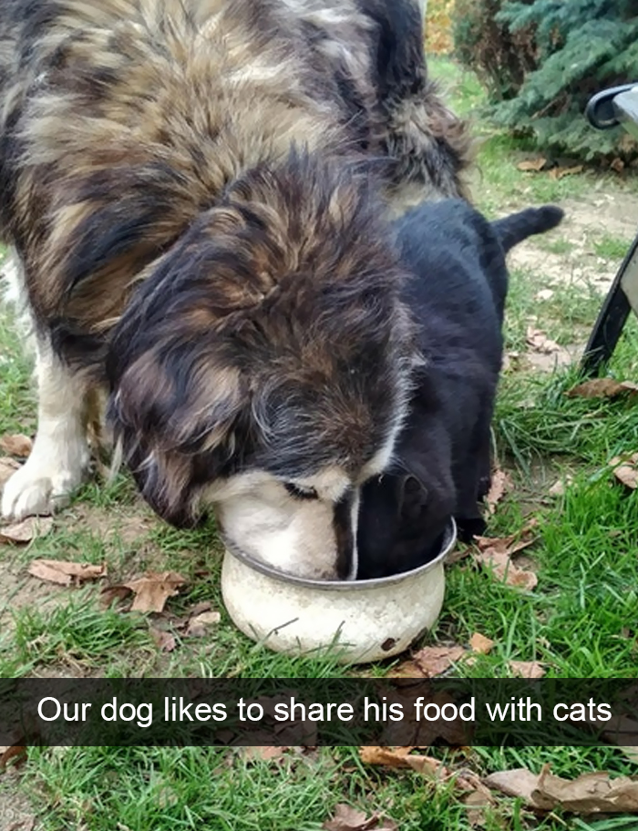 Funny-Dogs-Photos-Snapchats