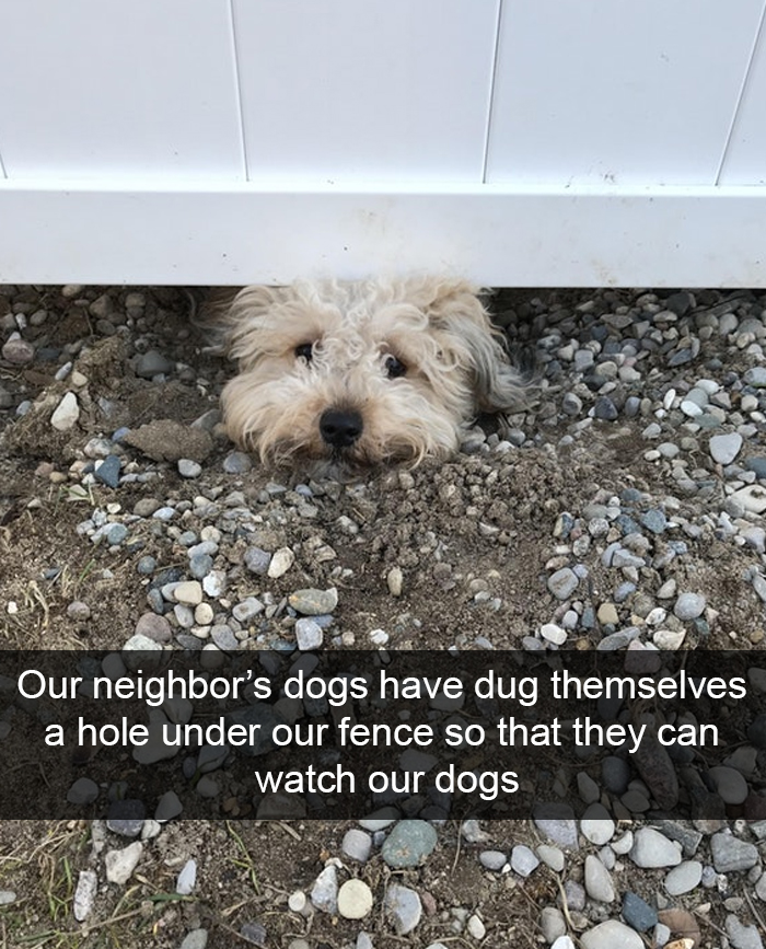 Funny-Dogs-Photos-Snapchats