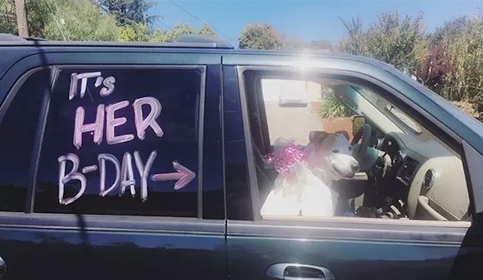 228 Funny And Cute Dog Snapchats That Will Make Your Day (New Pics)