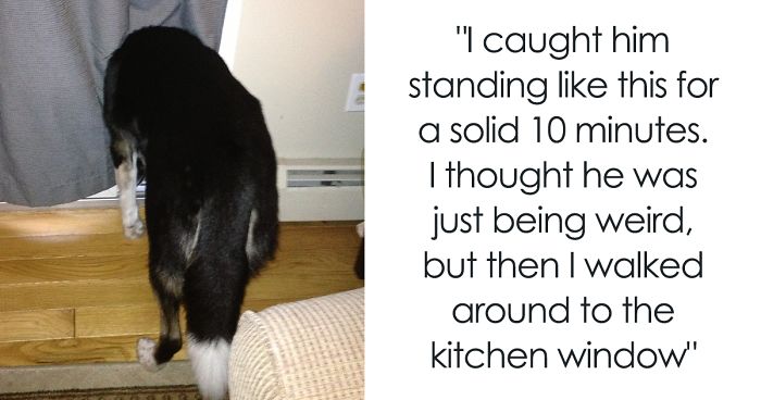 228 Funny And Cute Dog Snapchats That Will Make Your Day (New Pics)