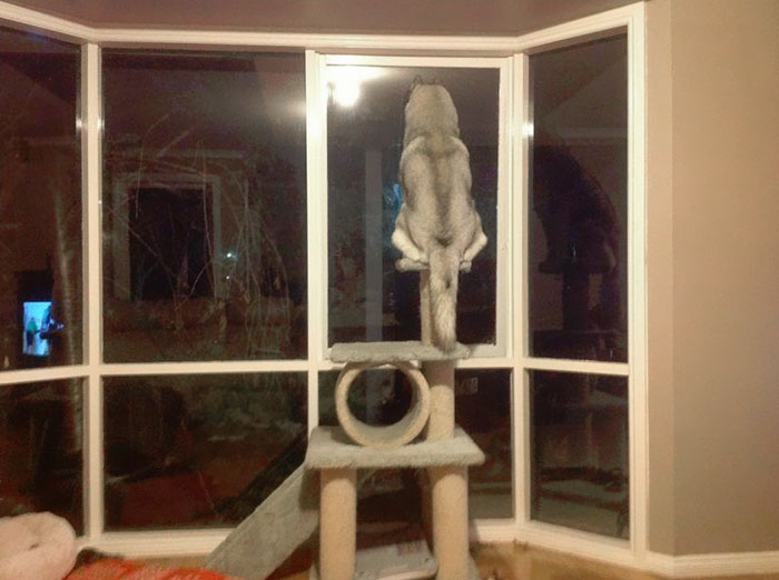 20 Divertidas fotos que demuestran que los Huskies son los perros más raros que hay