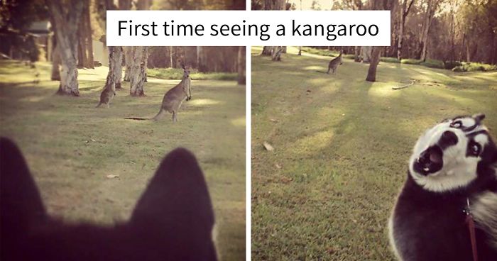 100+ Hilarious Reasons Why Huskies Are The Best Dogs Ever100+ Hilarious Reasons Why Huskies Are The Best Dogs Ever