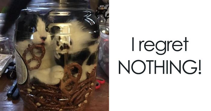 47 Hilarious Photos Of Cats That Prove They Are Liquid