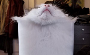 47 Hilarious Photos Of Cats That Prove They Are Liquid