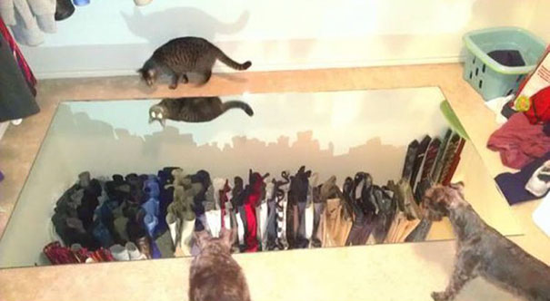 Cats and dogs looking at a mirror on the floor, reflecting their curious expressions.