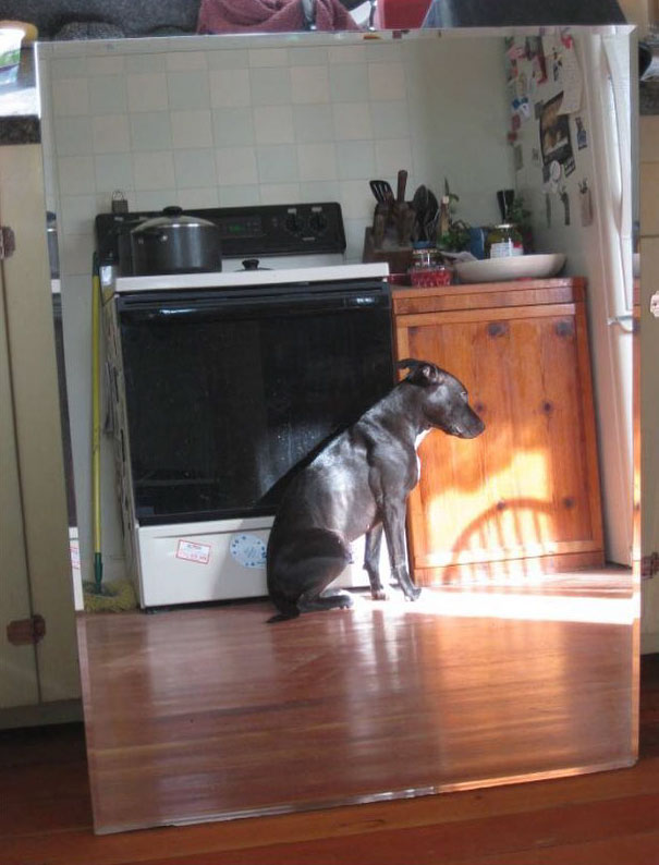 Dog reflected in a large mirror placed in a sunlit kitchen, showing a unique mirror-selling perspective.
