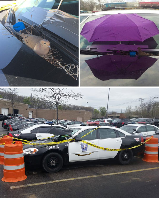 This Dove Getting Parma Police Protection After Laying Her 2 Eggs In A Cruiser