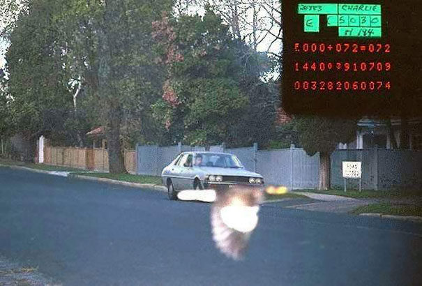 My States Police Facebook Page Posted This Picture Taken By A Speeding Camera. Bird Bro Saves The Day!