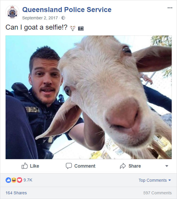 Can I Goat A Selfie?