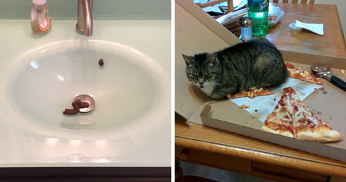 Get A Cat They Said, It Will Be Fun They Said… (Add Yours)